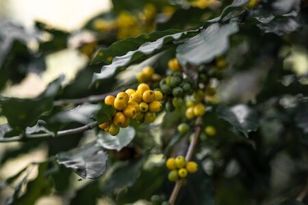 Yellow cherry coffee beans in the garden And natural dark coffee tree leavesの写真素材