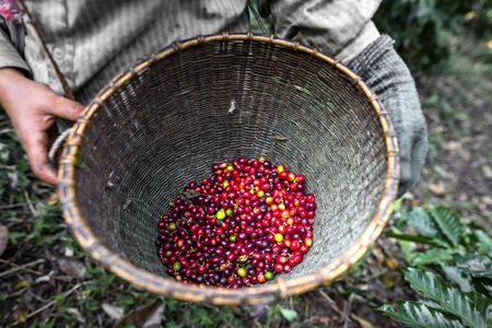 Coffee in the basket - Gardeners keep the coffee in the basketの写真素材