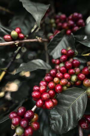 Red cherry coffee beans in the garden And natural dark coffee tree leaves