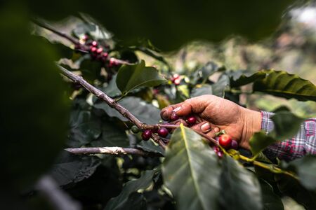 The farmer's hand is picking the coffee beans from the tree.farmの写真素材