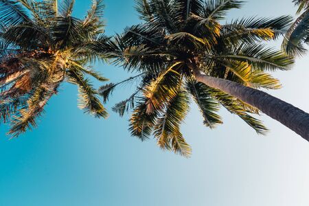 Coconut trees and the sky at the sea in the eveningの写真素材