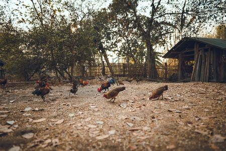 chicken eating rice seeds in the evening,At the barnの写真素材
