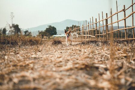 Dogs play on the streets and fields In the countrysideの写真素材