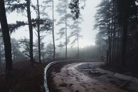 In the forest-Mountains and trees on a rainy evening dayの写真素材