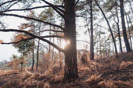 In the forest-Mountains and trees on a rainy evening dayの写真素材