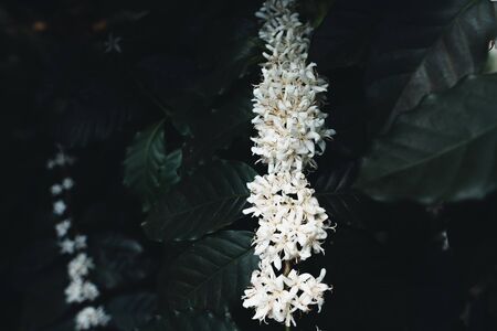 White coffee flowers on dark-toned coffee treesの写真素材