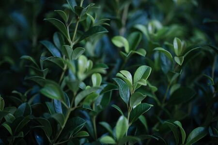 Close-Up Of  Dark green leaves black backgroundの写真素材