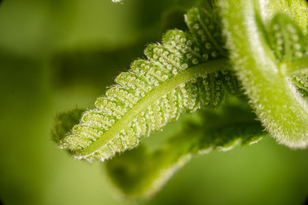 Close-Up Of  Dark Fern leaves black background