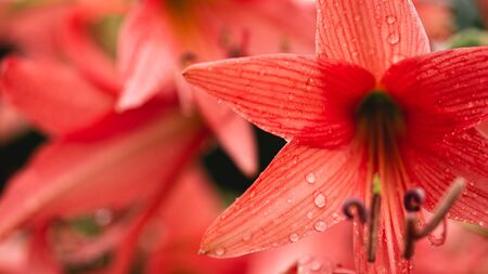 Pink flowers in the rainy season,Water droplets on flowers In natureの写真素材