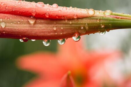 Pink flowers in the rainy season,Water droplets on flowers In natureの写真素材