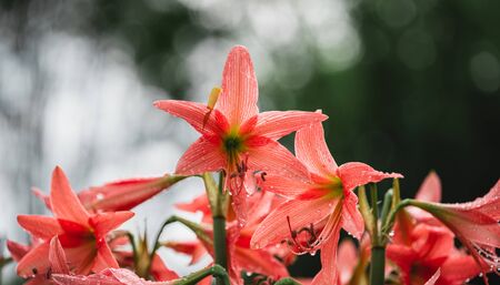 Pink flowers in the rainy season,Water droplets on flowers In natureの写真素材