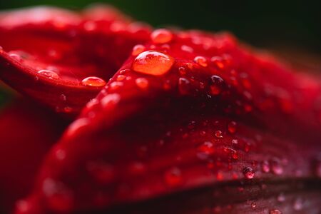 Water droplets on red flowers の写真素材