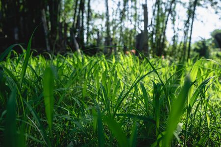 The grass-Green grass in the bamboo forestの写真素材