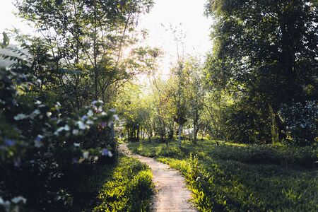 Garden pathway with flowers and green grass With evening lightの写真素材