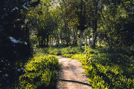 Garden pathway with flowers and green grass With evening lightの写真素材