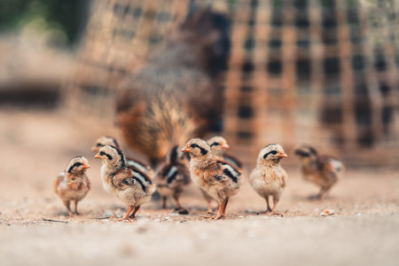 Countryside,Hen and chick evening light Golden hourの写真素材