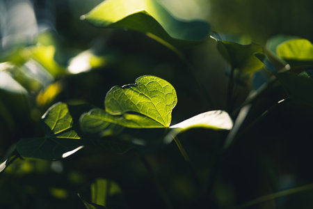 Grass and green leaves Natural light in the eveningの写真素材