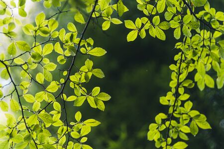 leaves-Green sprouting leaves In nature after the rainの写真素材