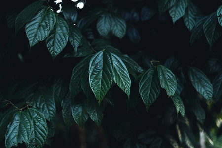 Close-Up Of  Dark green leaves black background