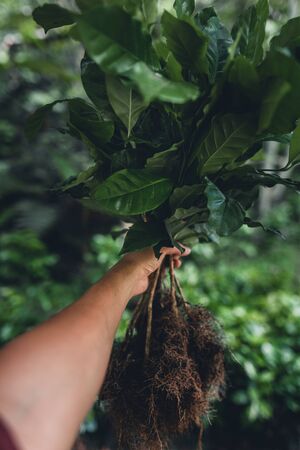 Young coffee trees are planted under the shade of large treesの写真素材