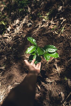 Young coffee trees are planted under the shade of large treesの写真素材