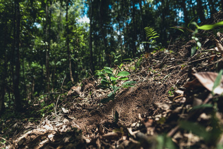 Young coffee trees are planted under the shade of large treesの写真素材