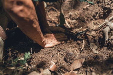 Young coffee trees are planted under the shade of large treesの写真素材