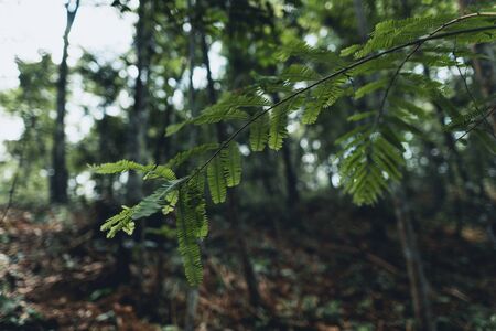 Close-Up Of  Dark green leaves Fern in the Asian forest backgroundの写真素材