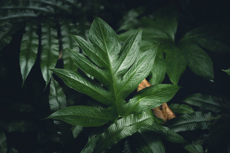 Close-Up Of  Dark green leaves Fern in the Asian forest backgroundの写真素材