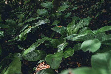Close-Up Of  Dark green leaves Fern in the Asian forest backgroundの写真素材