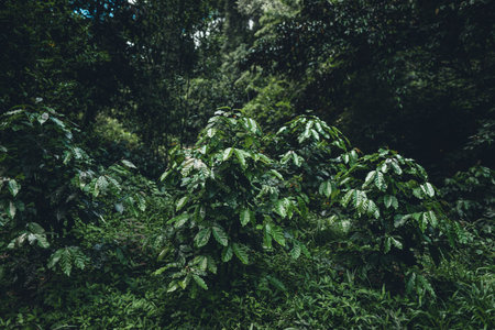 Close-Up Of  Dark green leaves Fern in the Asian forest background