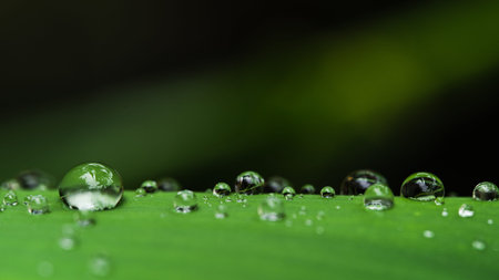 Water droplets on the leaves Green rainy season