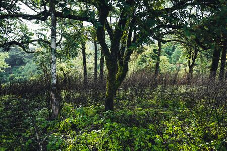 Forests, trees, and mountains In the rainy season in South Asiaの写真素材