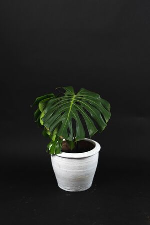tree with a plant pot in the house, dark backgroundの写真素材