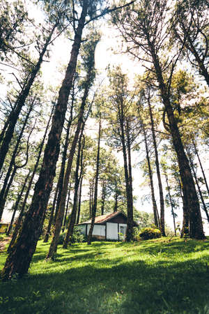 In the forest and green trees in the daytime Trees and lawnsのeditorial素材