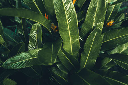 Dark Leaves background Blue green Leaf surfaceの写真素材