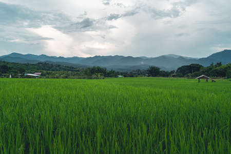 Green rice fields Views of rice fields, rice fields and mountainsの写真素材