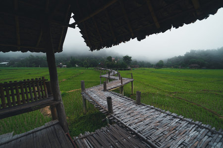 Green rice fields Views of rice fields, rice fields and mountainsの写真素材
