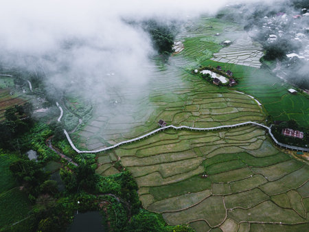 Green rice fields Views of rice fields, rice fields and mountains