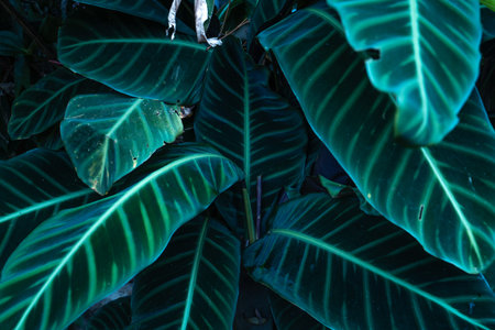 Close-Up Of  Dark green leaves black background