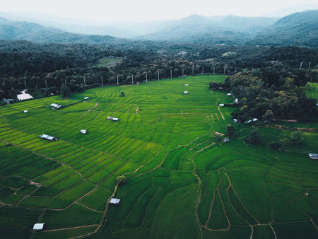 Green rice fields in the rainy season In the countryside