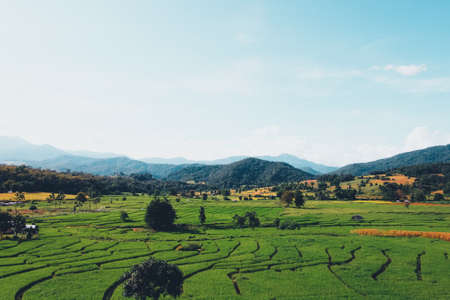 Green rice fields in the rainy season In the countrysideの写真素材