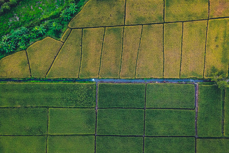 Green rice fields in the rainy season In the countryside