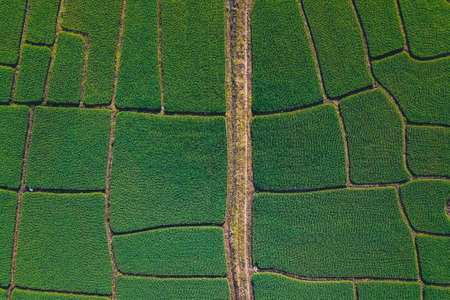 Green rice fields from above In the countrysideの写真素材