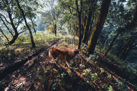 The dog in the forest, trees with warm light in the evening.の写真素材