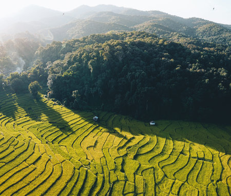 Natural rice fields in the countryside before harvest Golden evening light