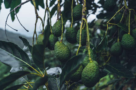 Avocado from a tree in a green garden Avocado on the farmの写真素材