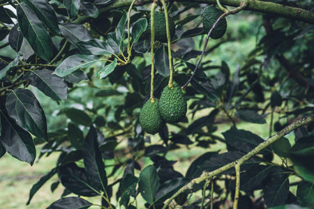 Avocado from a tree in a green garden Avocado on the farm