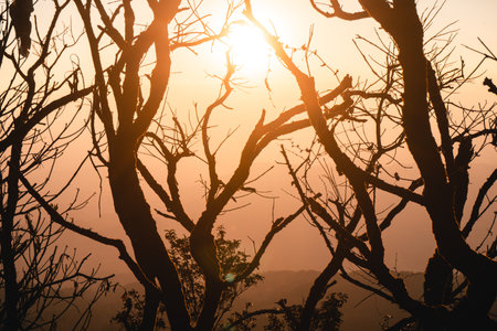 On the hill,Mountain forest view in the eveningの写真素材