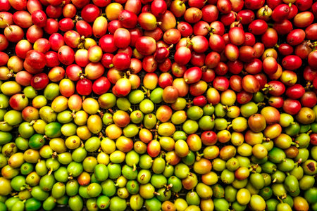 Cherry coffee beans,red coffee ripeness dry process coffee